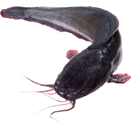 Catfish