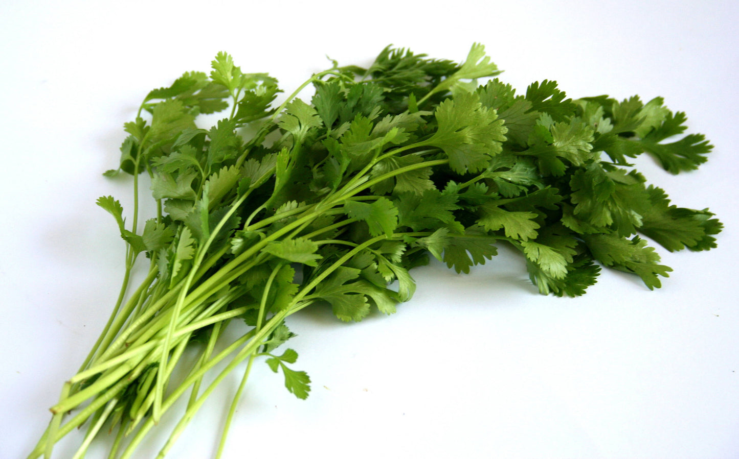 Cilantro