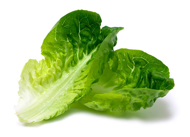 Romaine Lettuce