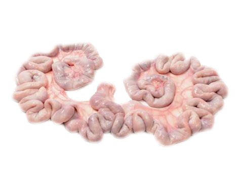 Pork Uteri